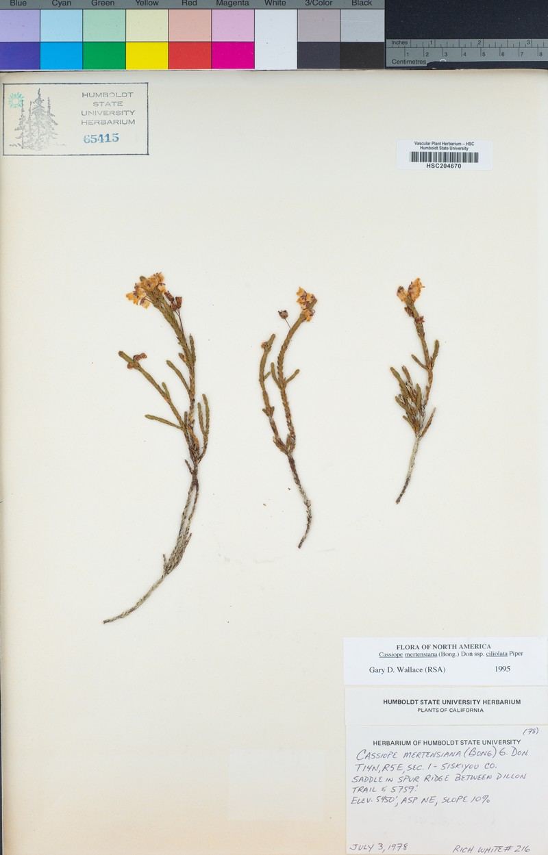 Cassiope mertensiana subsp. ciliolata photo 3