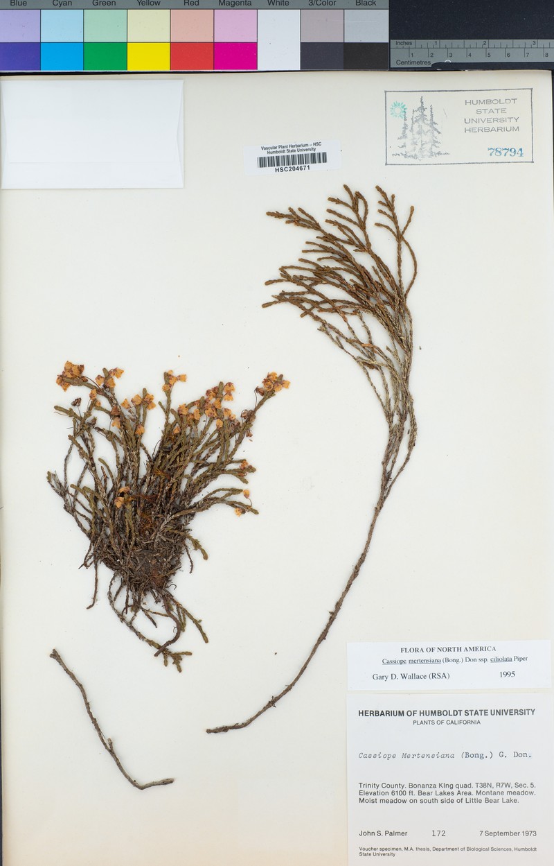 Cassiope mertensiana subsp. ciliolata photo 4