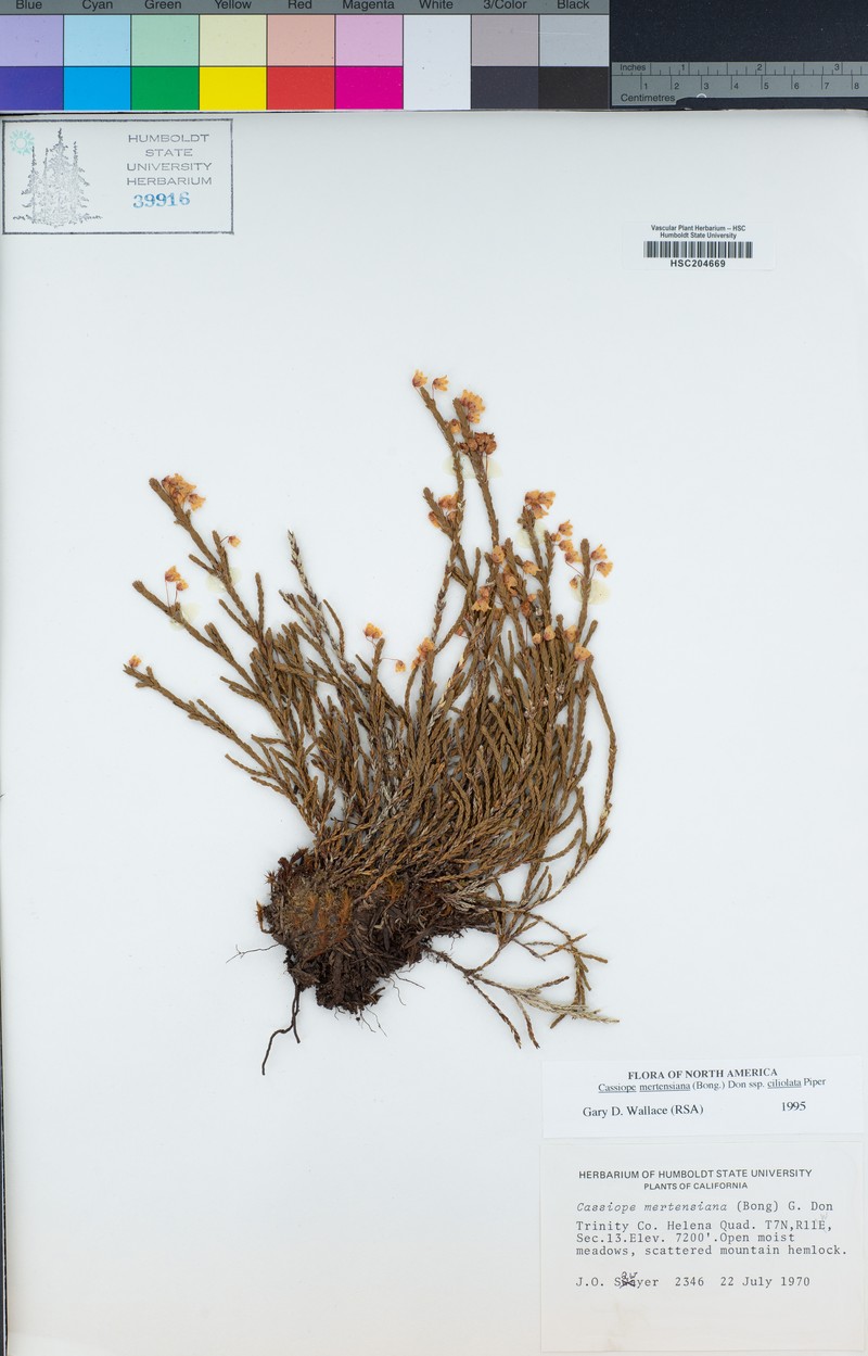 Cassiope mertensiana subsp. ciliolata photo 5