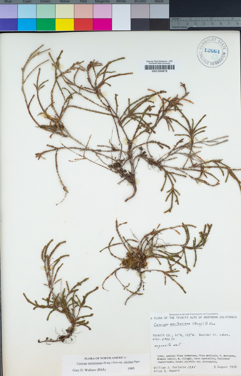 Cassiope mertensiana subsp. ciliolata photo 6
