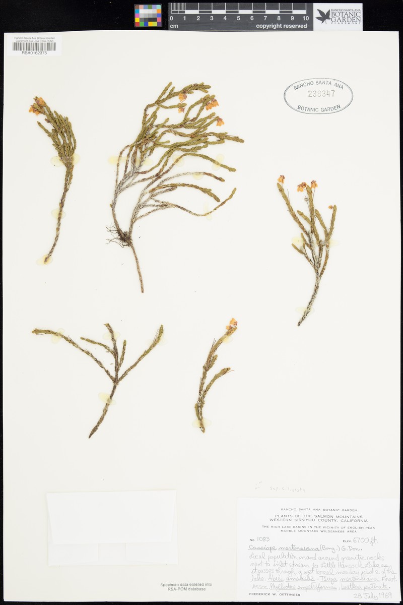 Cassiope mertensiana subsp. ciliolata photo 7