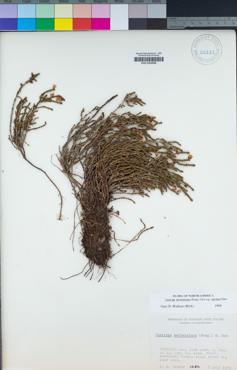 Cassiope mertensiana subsp. ciliolata photo 8