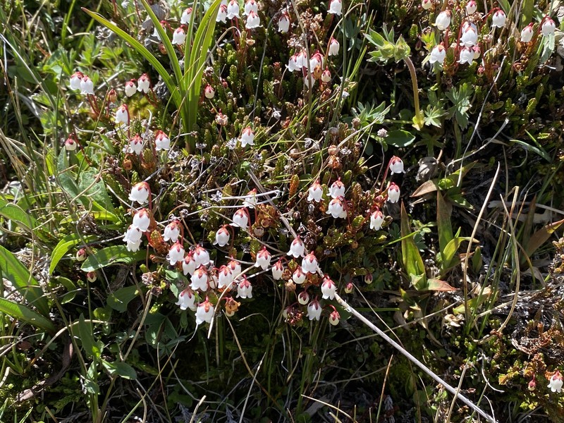 Cassiope mertensiana subsp. gracilis