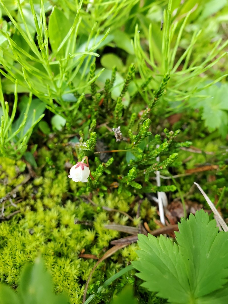 Cassiope mertensiana subsp. gracilis photo 2