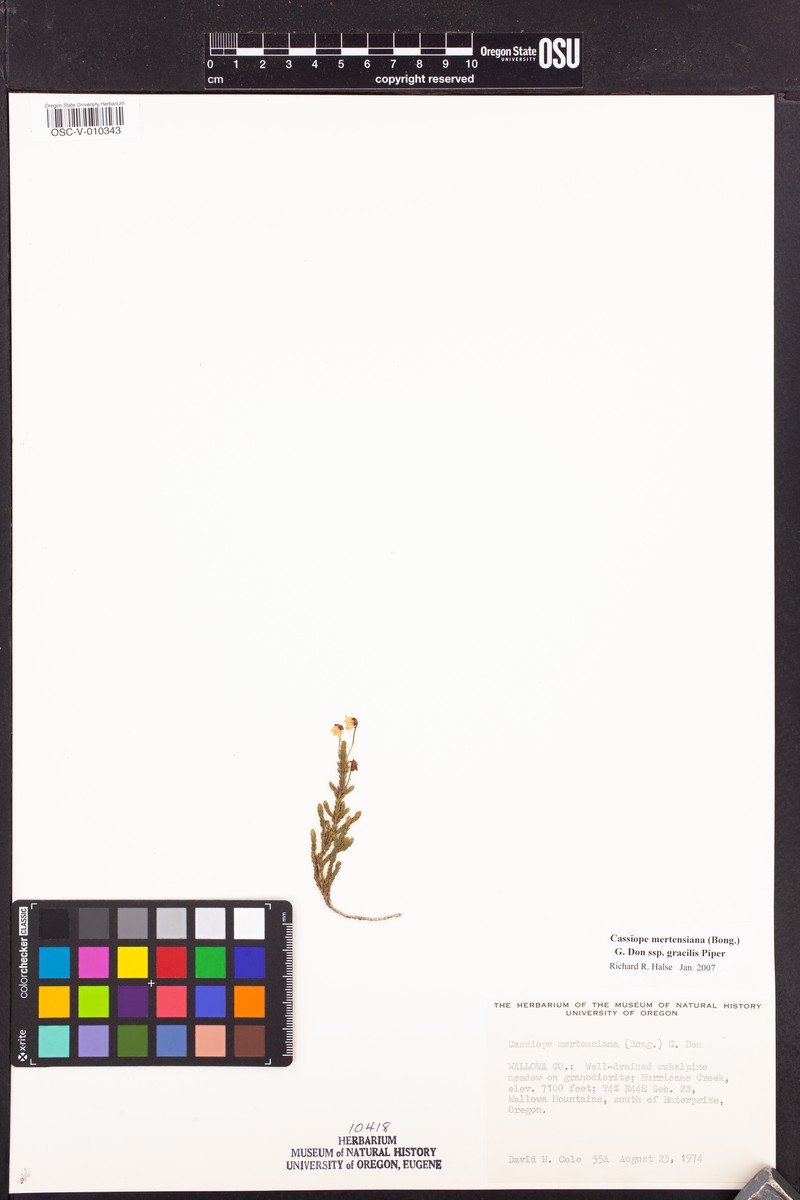 Cassiope mertensiana subsp. gracilis photo 3