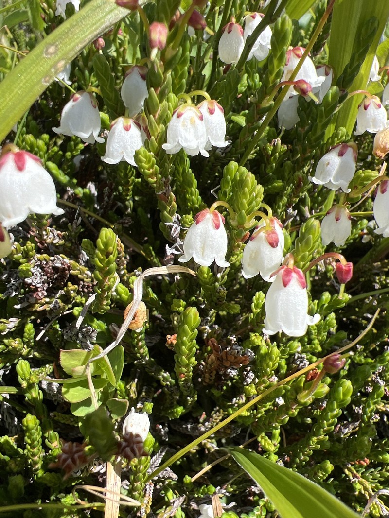 Cassiope mertensiana subsp. mertensiana