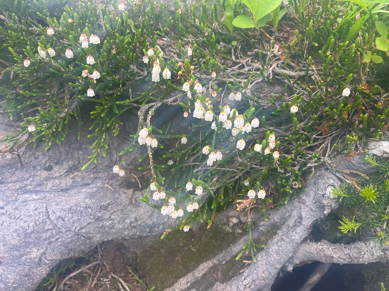 Cassiope mertensiana subsp. mertensiana photo 2