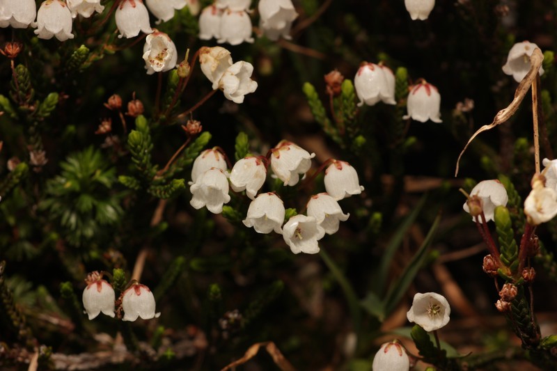 Cassiope mertensiana subsp. mertensiana photo 3