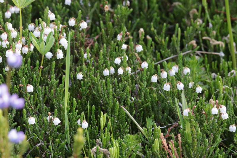 Cassiope mertensiana subsp. mertensiana photo 4