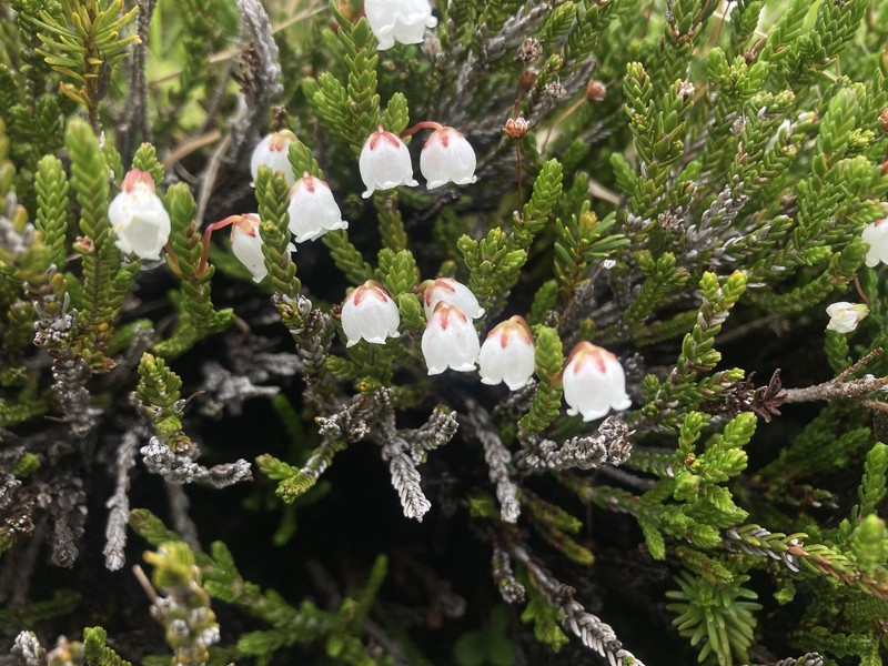 Cassiope mertensiana subsp. mertensiana photo 5