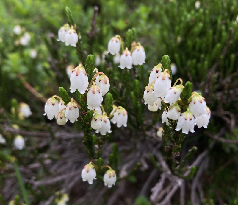 Cassiope mertensiana subsp. mertensiana photo 6