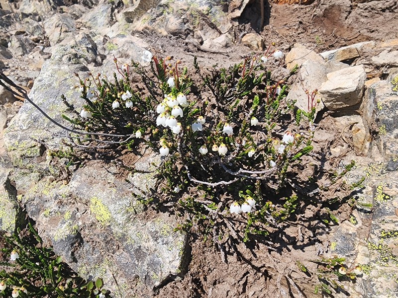 Cassiope mertensiana subsp. mertensiana photo 7