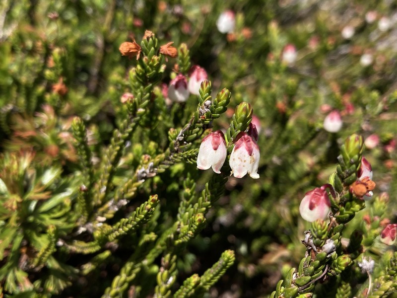 Cassiope mertensiana subsp. mertensiana photo 8