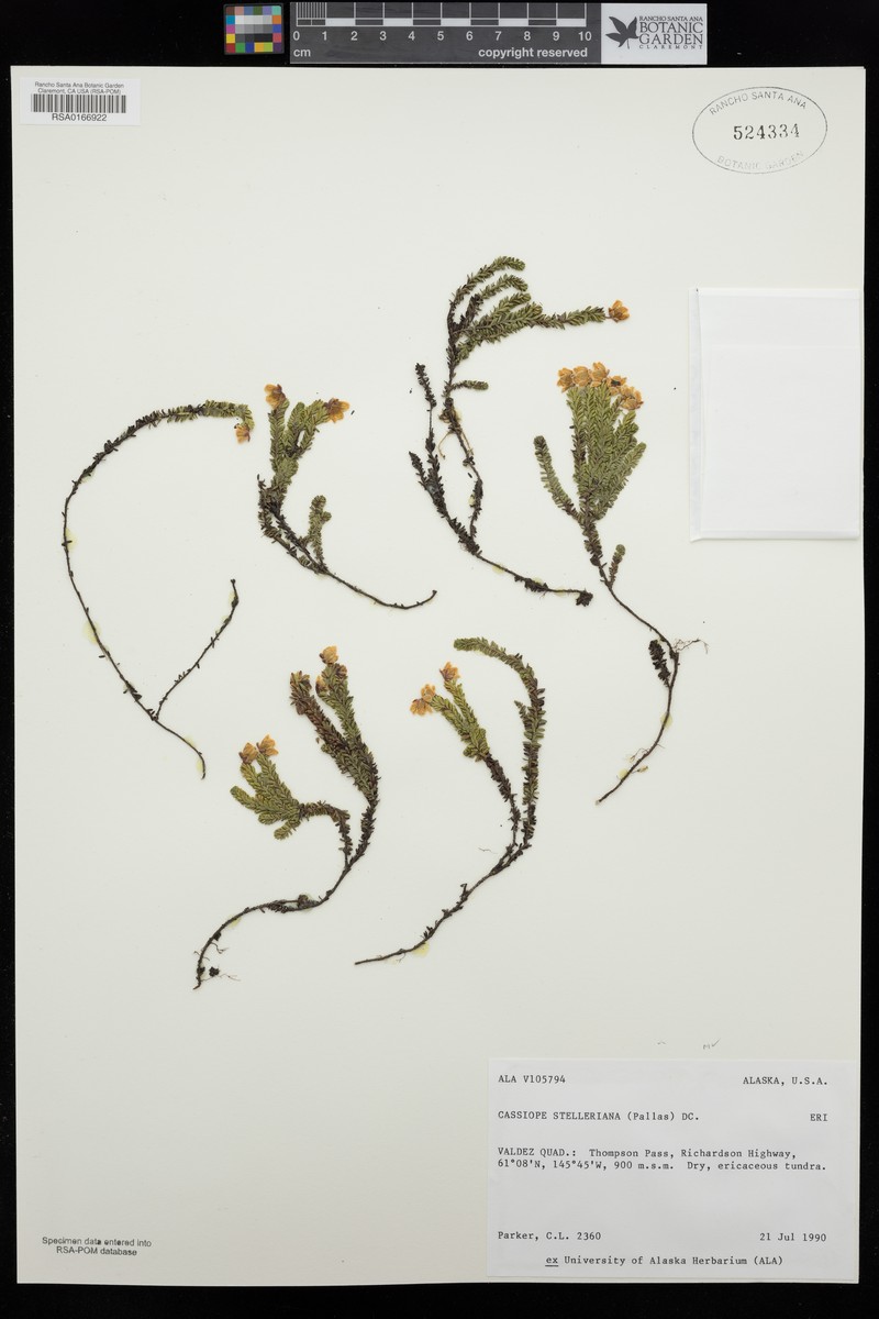 Alaska Bellheather photo 2