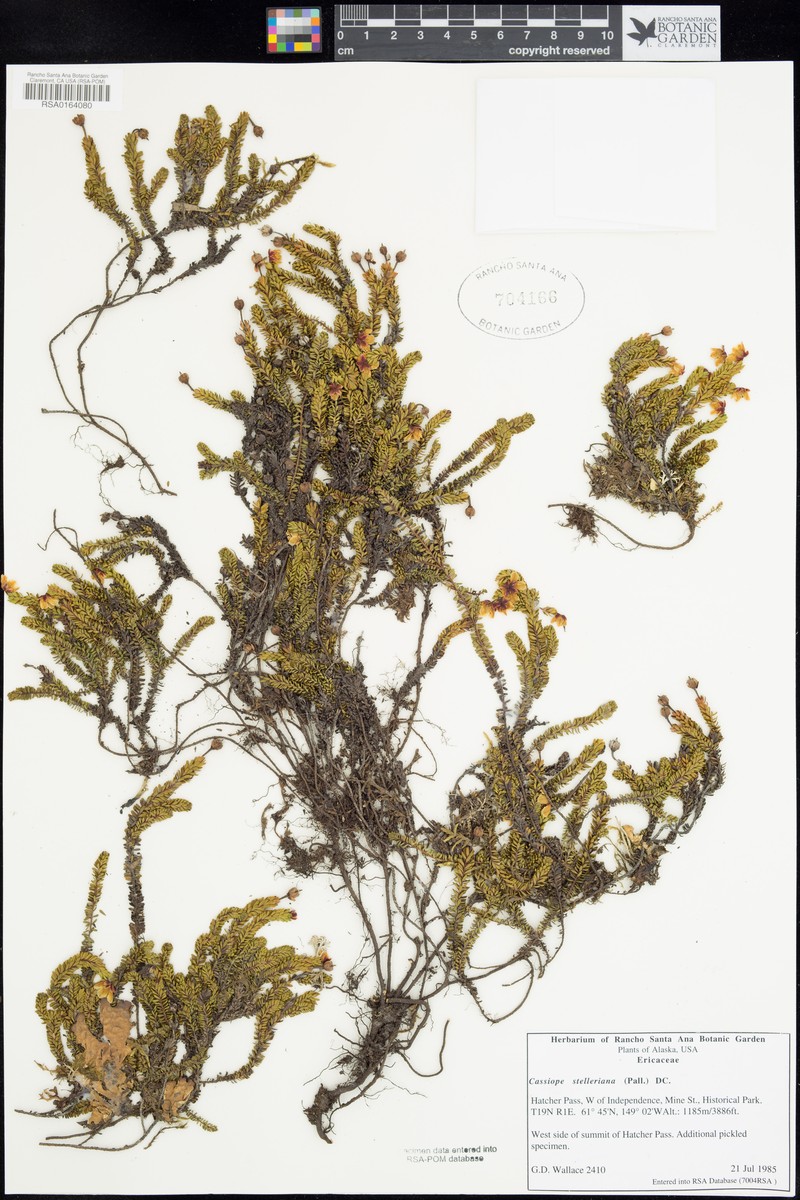 Alaska Bellheather photo 6