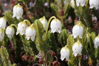 White Arctic Mountain Heather