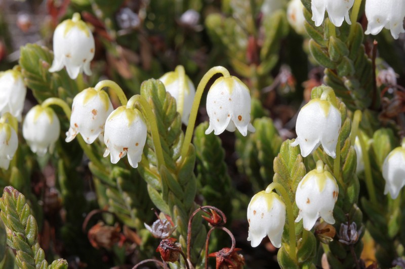 White Arctic Mountain Heather