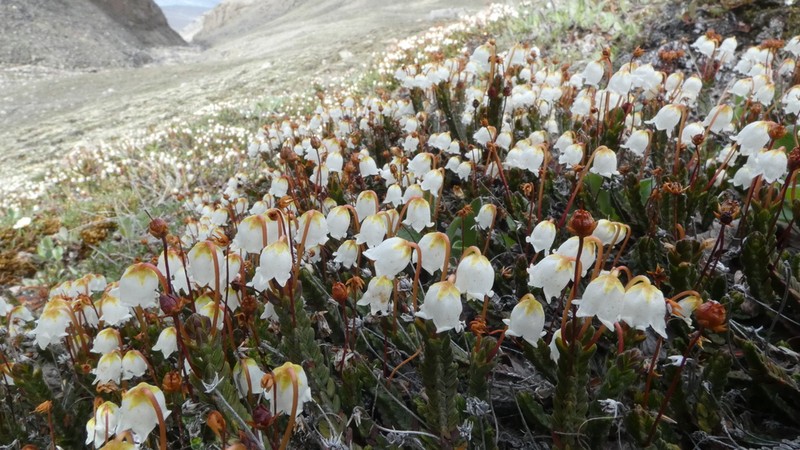 White Arctic Mountain Heather photo 2