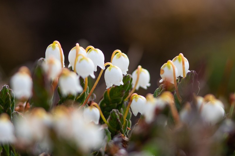 White Arctic Mountain Heather photo 3