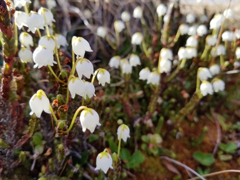 White Arctic Mountain Heather photo 5
