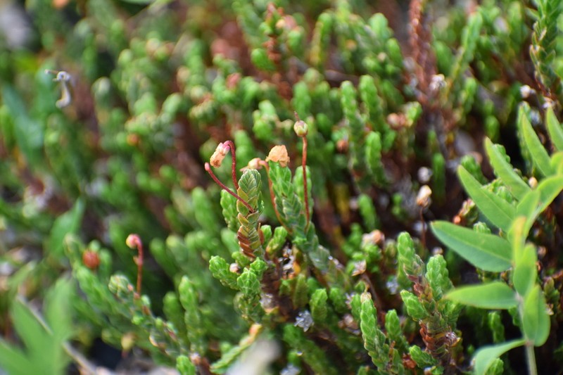 White Arctic Mountain Heather photo 6
