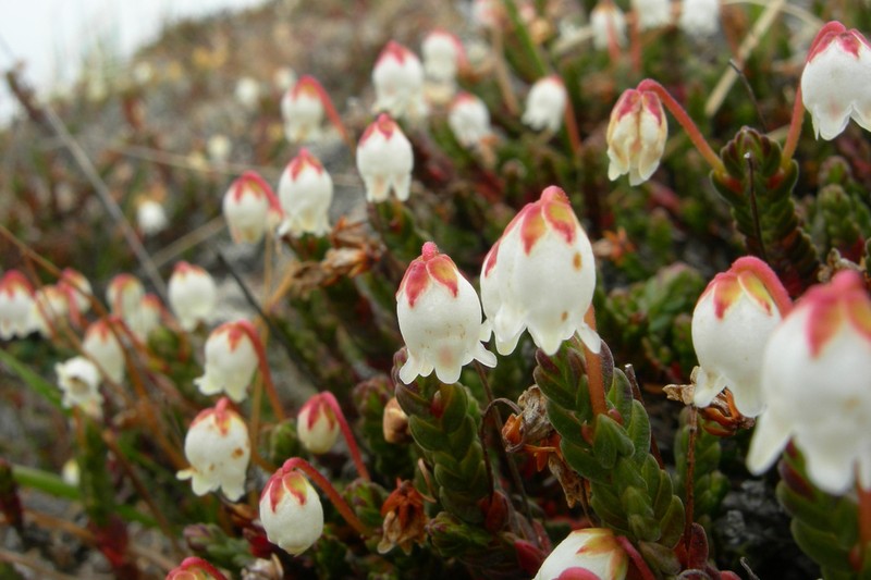 White Arctic Mountain Heather photo 7