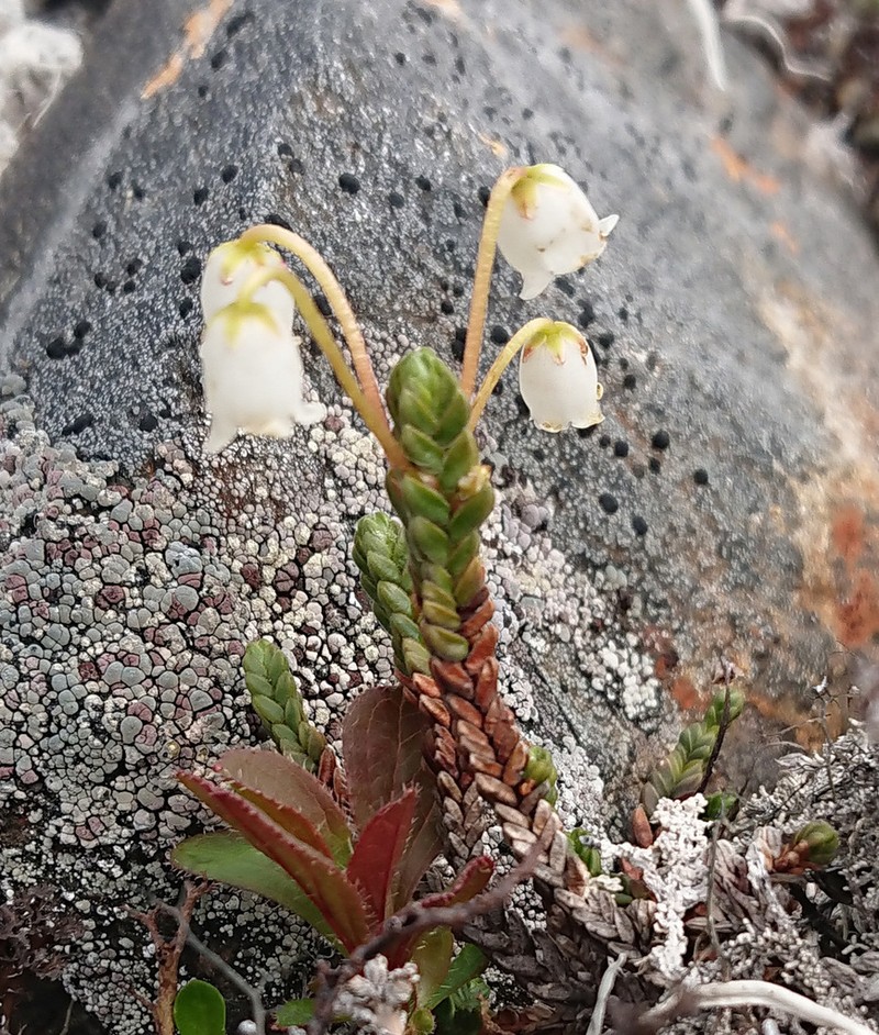 White Arctic Mountain Heather photo 8