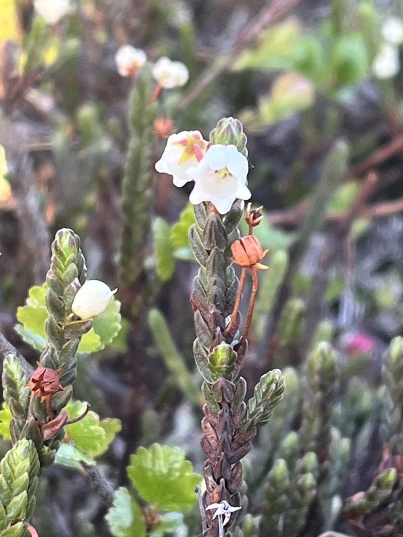 Cassiope tetragona subsp. saximontana