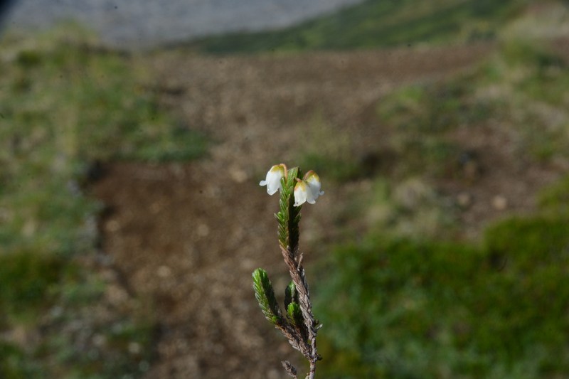 Cassiope tetragona subsp. saximontana photo 2