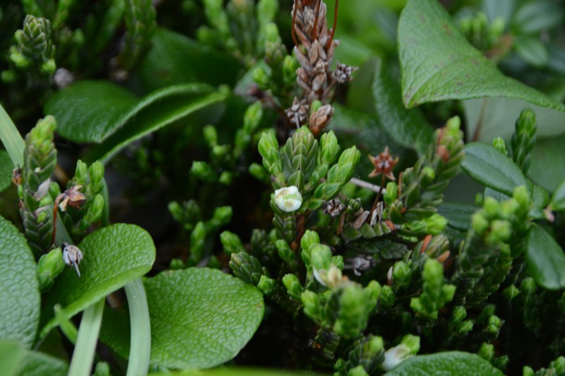 Cassiope tetragona subsp. saximontana photo 3