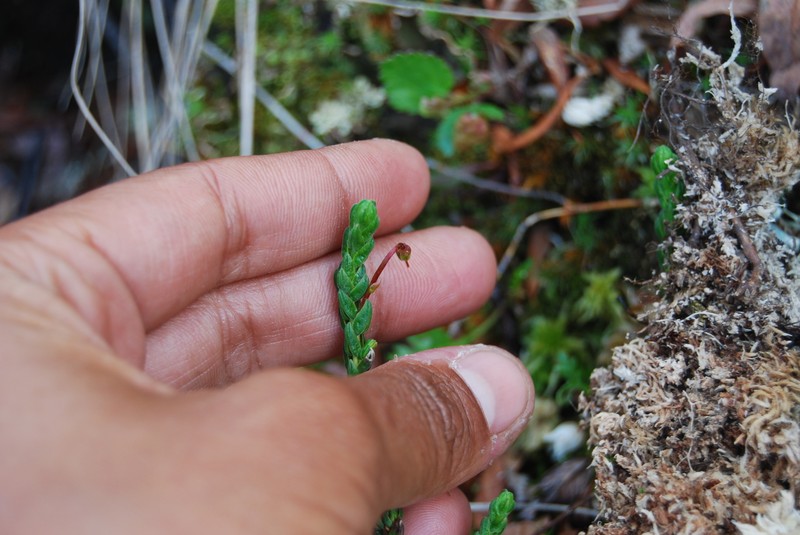 Cassiope tetragona subsp. saximontana photo 4