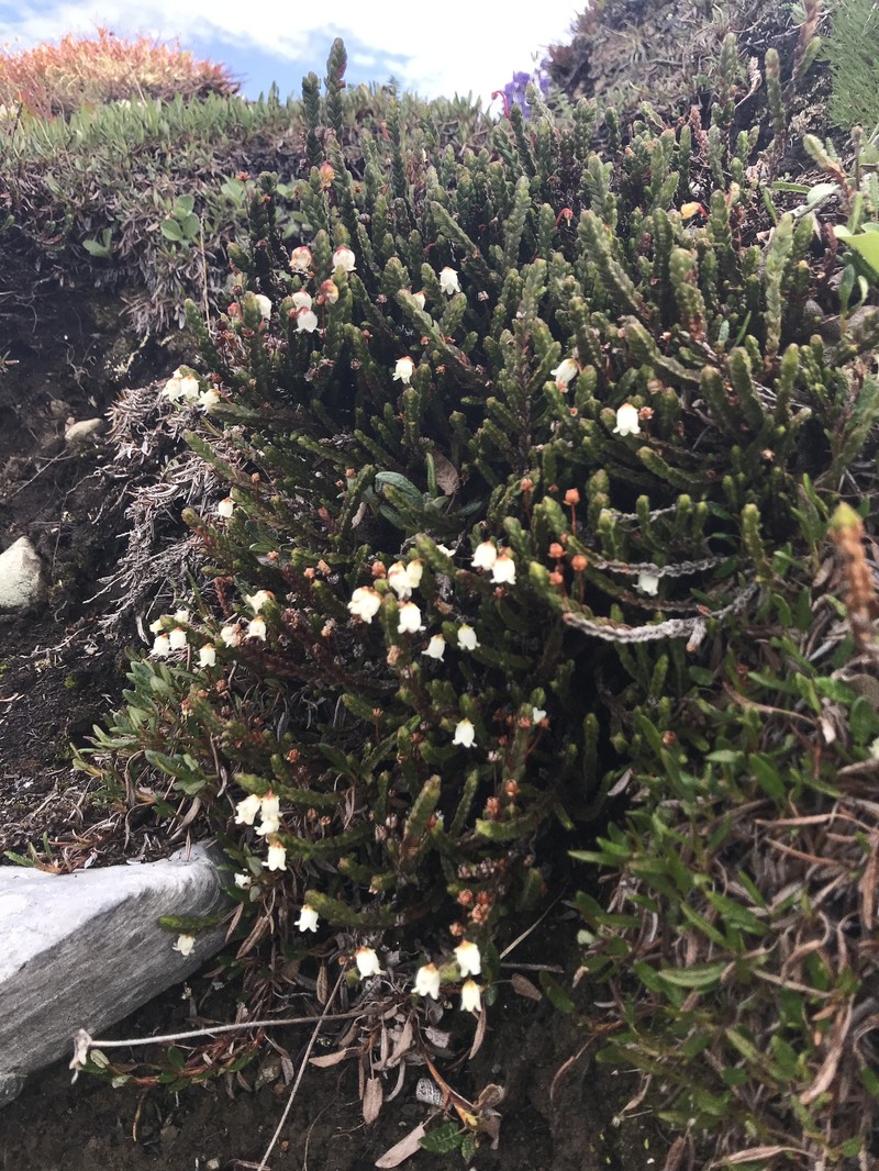 Cassiope tetragona subsp. saximontana photo 6