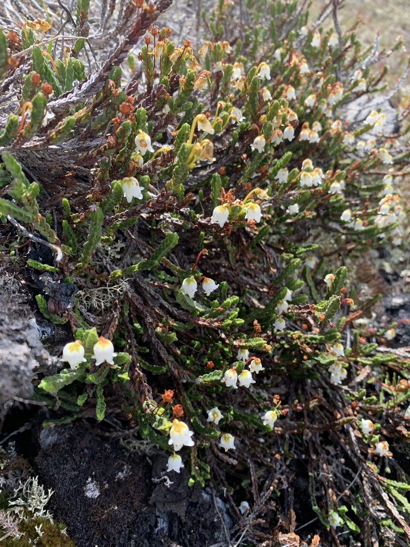 Cassiope tetragona subsp. saximontana photo 7