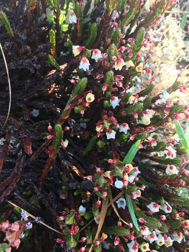 Cassiope tetragona subsp. saximontana photo 8