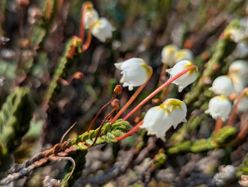 Cassiope tetragona subsp. tetragona