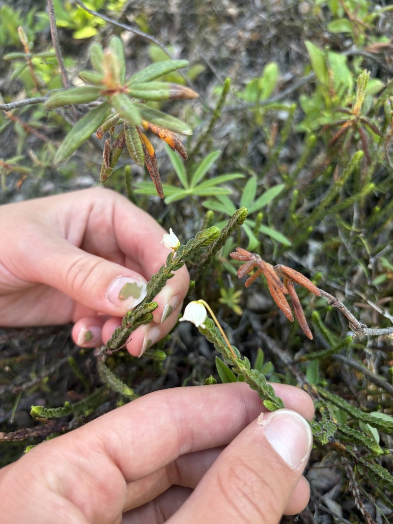 Cassiope tetragona subsp. tetragona photo 2
