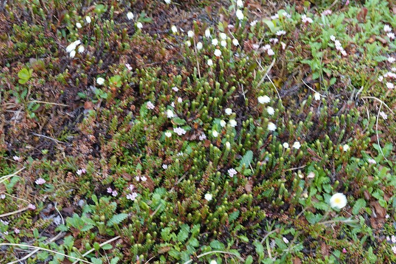 Cassiope tetragona subsp. tetragona photo 3