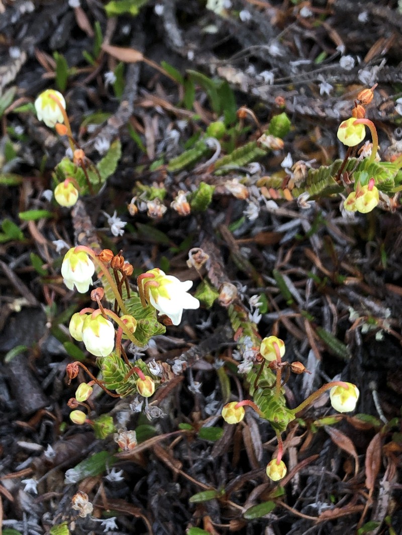 Cassiope tetragona subsp. tetragona photo 4