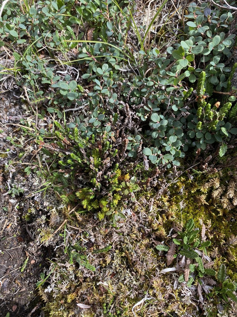 Cassiope tetragona subsp. tetragona photo 5