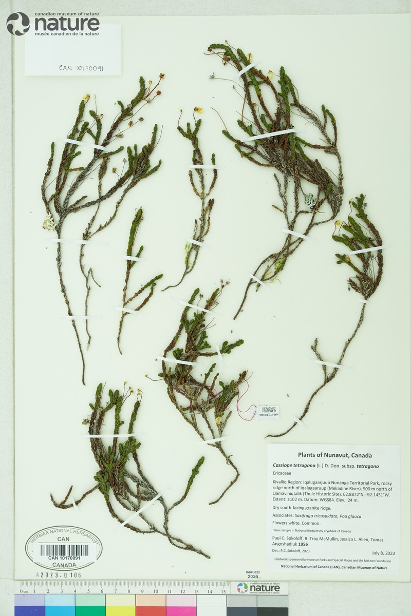 Cassiope tetragona subsp. tetragona photo 6