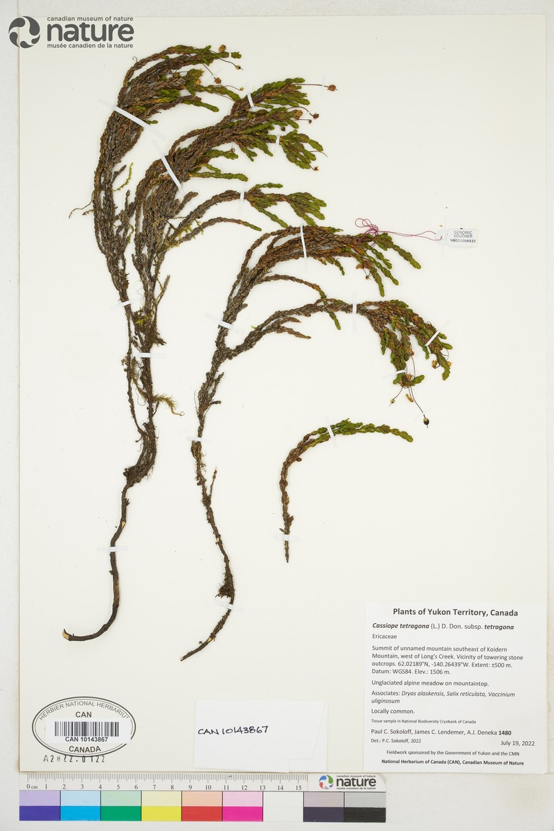 Cassiope tetragona subsp. tetragona photo 7