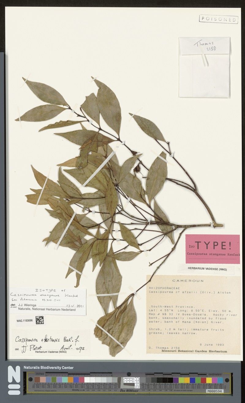 Cassipourea atanganae