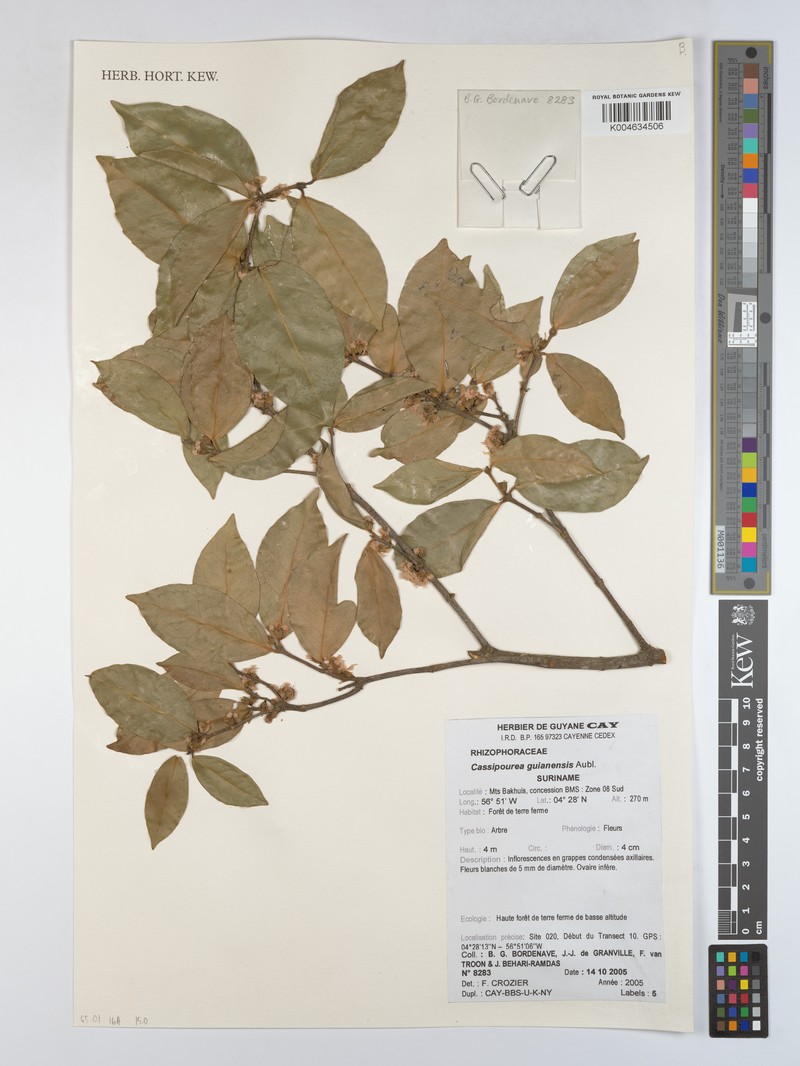 Cassipourea guianensis var. psilogyne