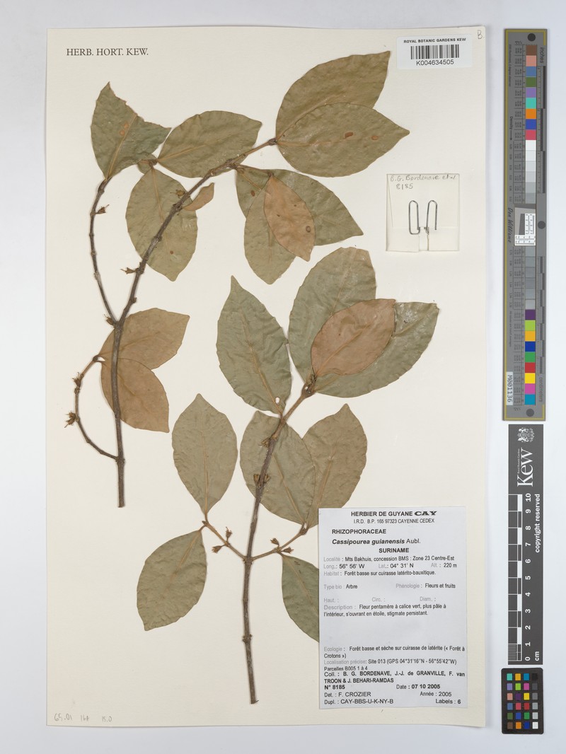 Cassipourea guianensis var. psilogyne photo 2