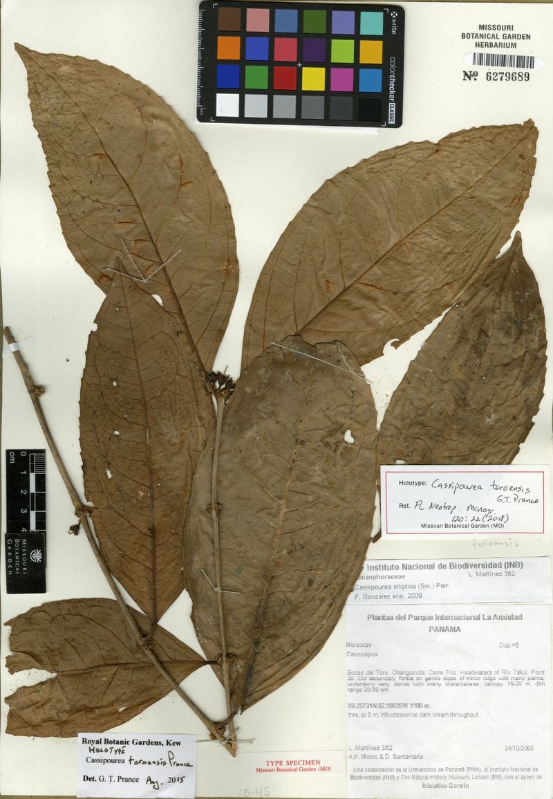 Cassipourea toroensis