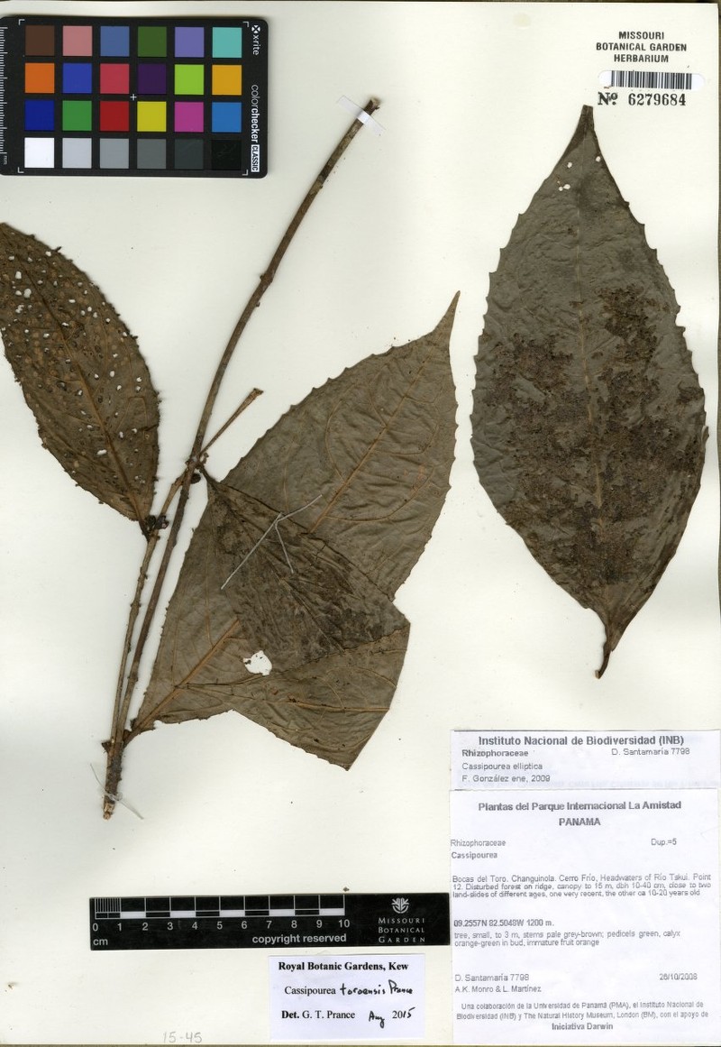 Cassipourea toroensis photo 2