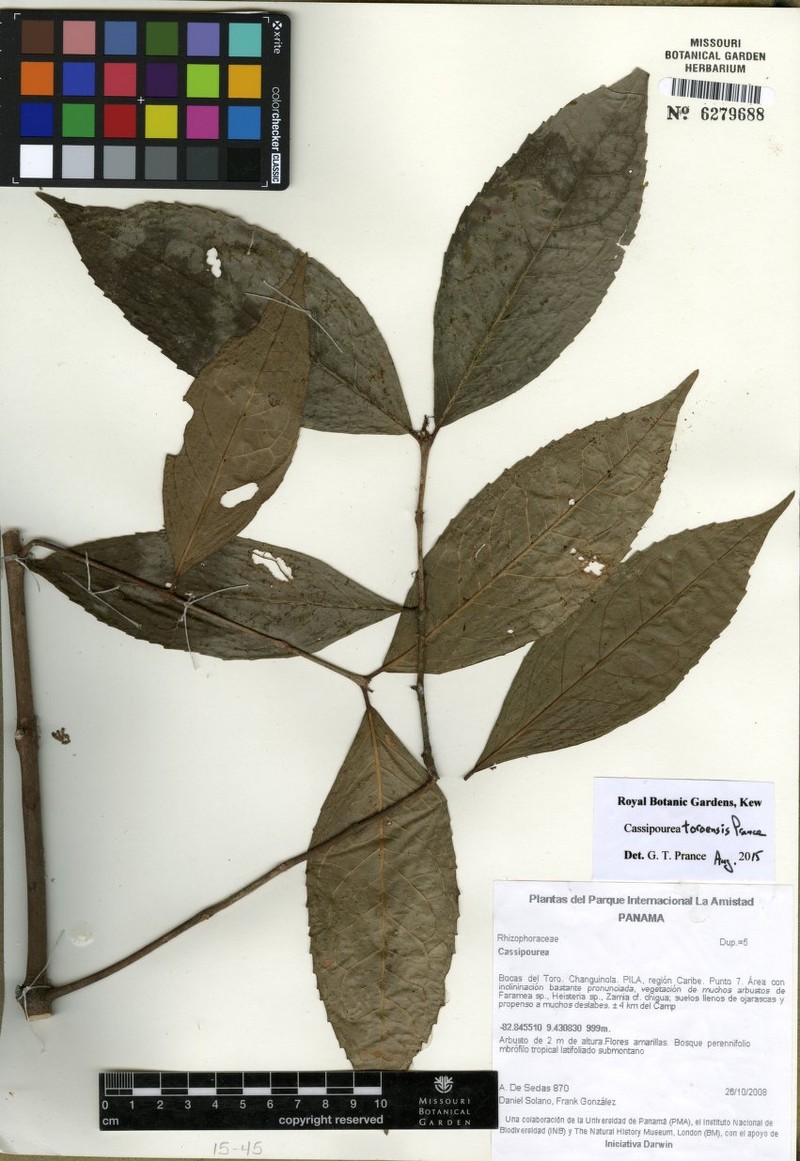 Cassipourea toroensis photo 3