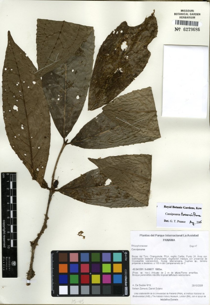 Cassipourea toroensis photo 4