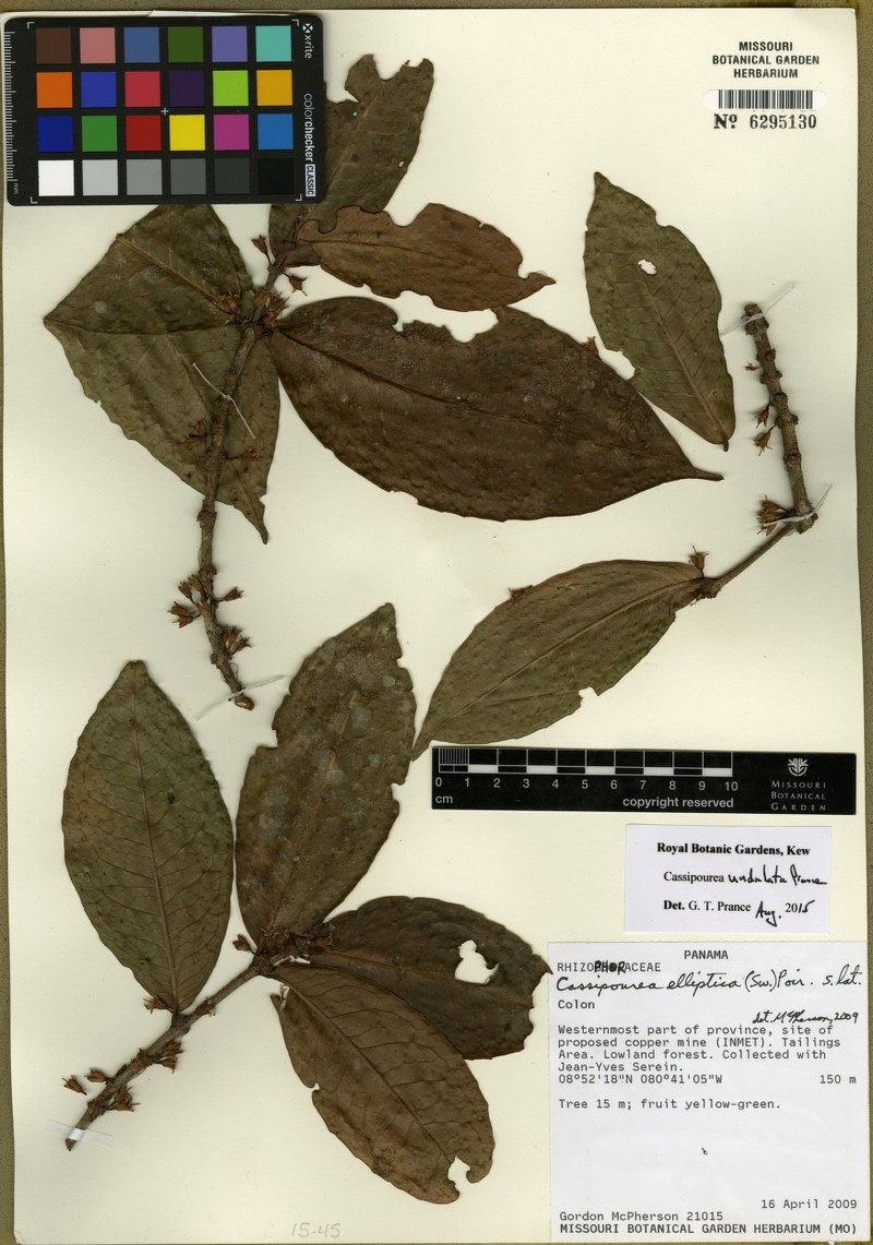 Cassipourea undulata
