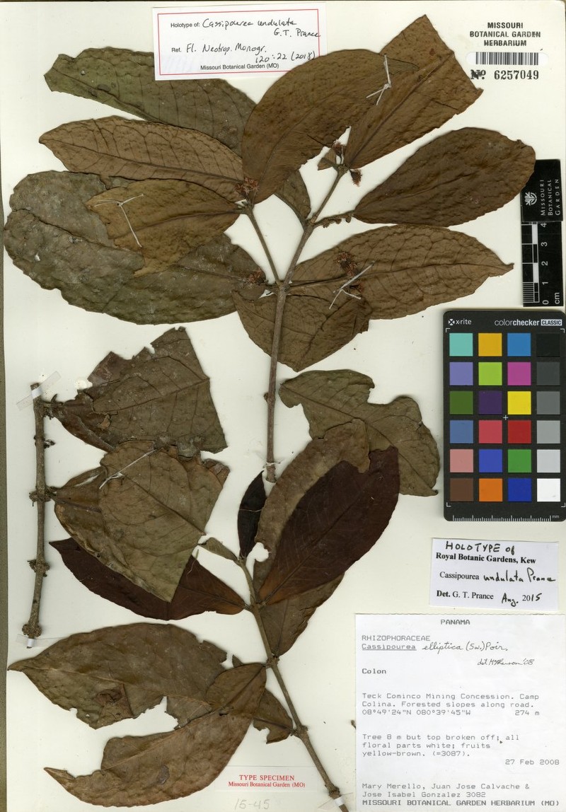 Cassipourea undulata photo 2